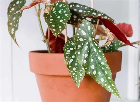 Angel Wing Begonia Indoor Plant Care And Growing Guide
