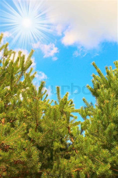 Pine Tree And Beautiful Sun With Clouds On Sky Stock Image Colourbox