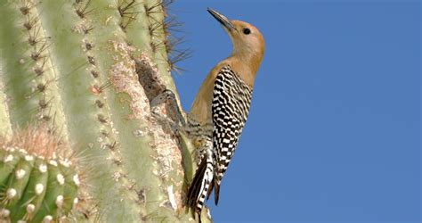 Gila Woodpecker Identification All About Birds Cornell Lab Of Ornithology