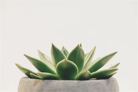 Green Succulent Plant · Free Stock Photo