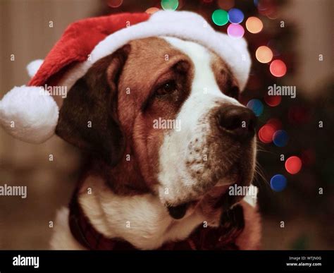 Cute Dog Wearing Santas Hat Stock Photo Alamy