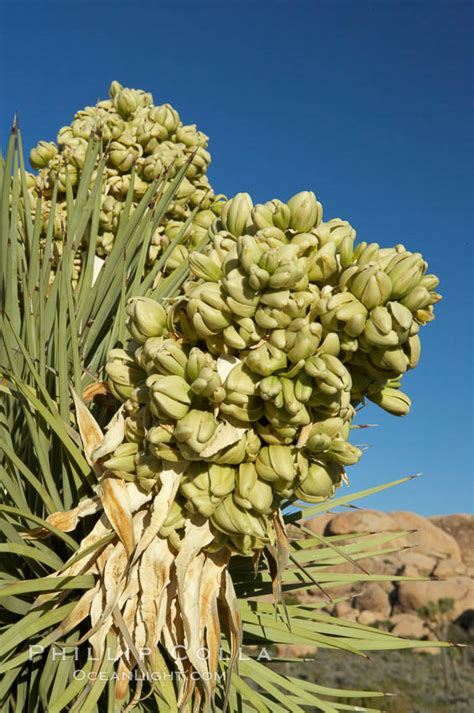 Fruit Cluster Blooms On A Joshua Tree In Spring Yucca Brevifolia