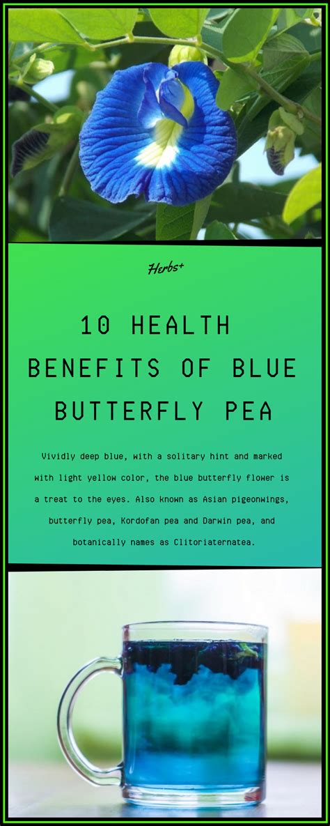 The blue butterfly pea plant derives its botanical name from its resemblance to the female genitals, the clitoris. 10 Health Benefits of Blue Butterfly Pea | Butterfly pea ...
