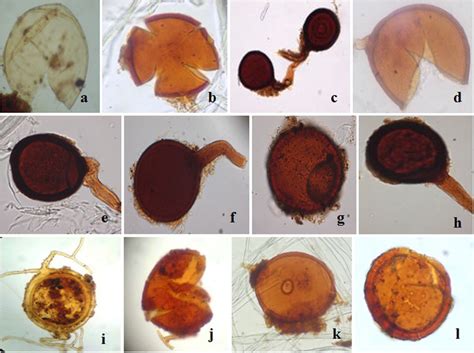 Representative AM fungal spores found in faeces of pillmillipedes: a ...