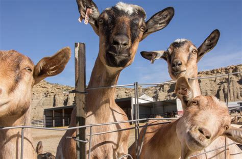 Complete with texas style bbq, our western rodeo is an event you will be talking about for years to some. goat rodeo - Dictionary.com