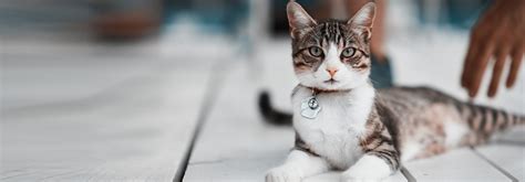 All our veterinarians specialize in feline medical, dental, and surgical veterinary care and are passionate about helping cats live healthy and happy lives. Vet | Cat, Dog, Bird, & Exotic Animal Veterinarian ...