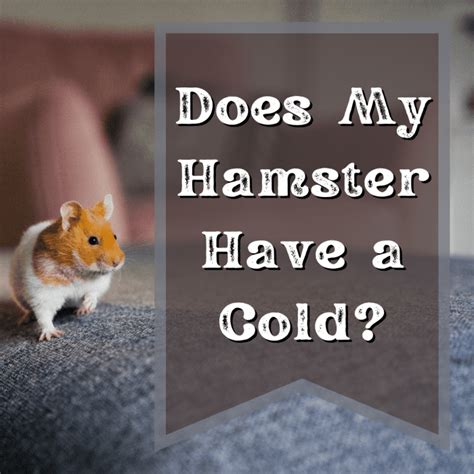 Why Is My Hamster Sneezing Signs Of The Common Cold In A Hamster