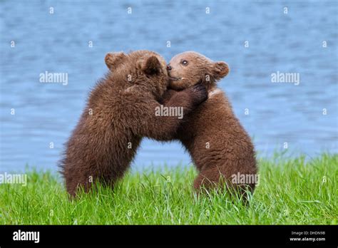 Two Eurasian Brown Bear European Brown Bear Ursus Arctos Arctos