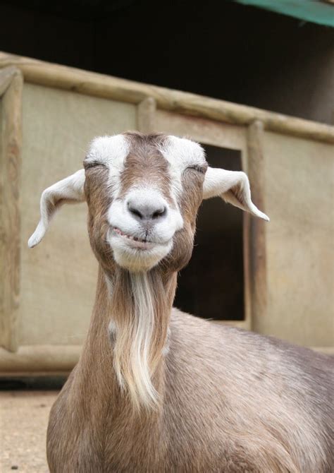 Smiling Goat Free Photo Download Freeimages