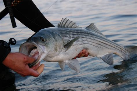 Freshwater Striped Bass