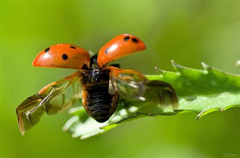 Cox Au Décollage Photo Et Image Macro Nature Macro Insectes