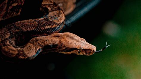 Wallpaper Snake Close Up Grey Brown Skin Animal Reptiles Green