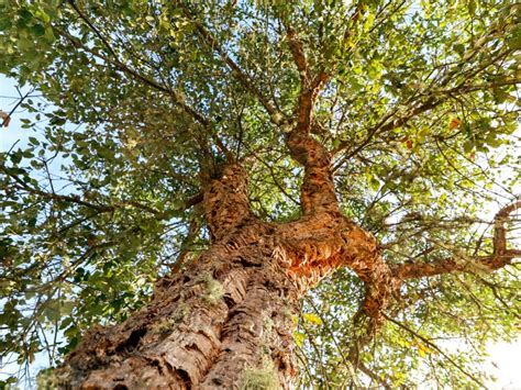 Cork Tree Bark