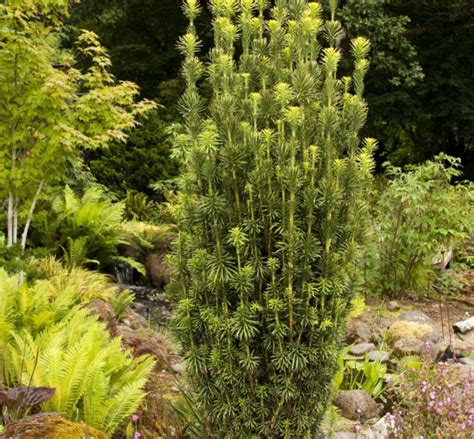 Fastigiate Japanese Plum Yew This Slow Growing Columnar Evergreen