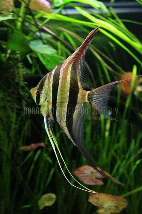 Wild Pterophyllum Altum Rio Orinoco Aquarium Fish Tropical