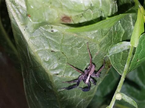 Male Schizocosa Lanceolate Wolf Spiders In Kentucky United States