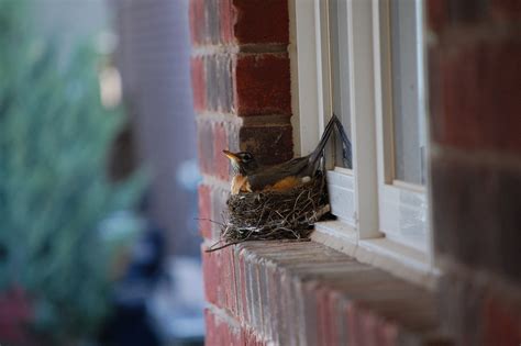 How To Stop Birds From Building Nests On Your House Chirp Nature Center