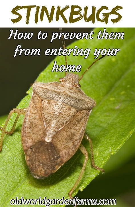 How To Keep Stink Bugs Out Of The House The Fall Invasion Begins