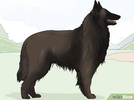 ways  identify  belgian sheepdog wikihow