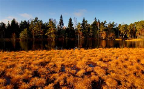 Nature Landscapes Fields Marsh Wet Tundra Gold Plants Grass