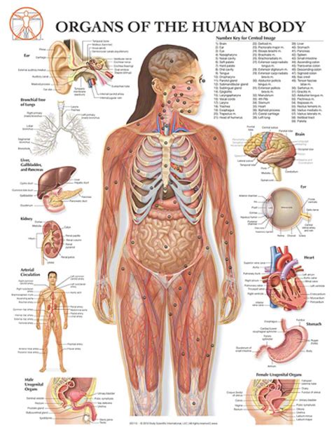 Free Human Body Organs Download Free Human Body Organs Png Images