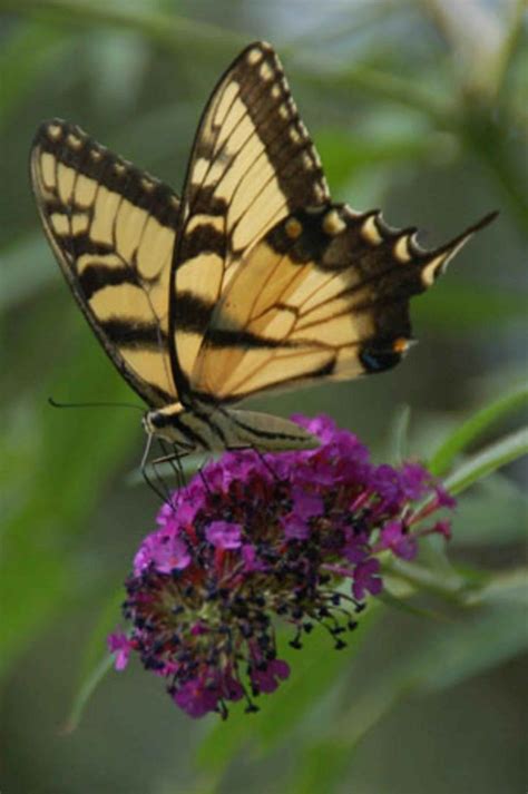 Free Picture Butterfly Purple Flower