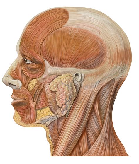 Facial Muscles Quiz By Bef0110