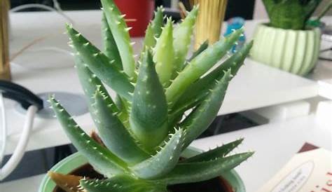 identification - What is this succulent with spined leaves with a