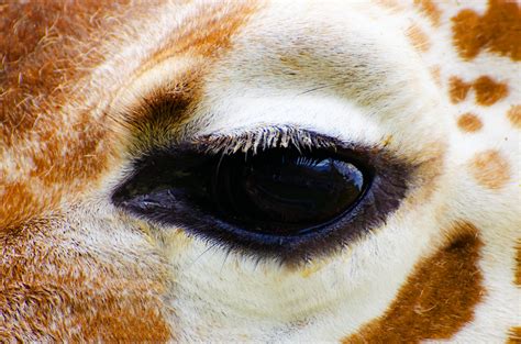 Eye From Beautiful Giraffe Free Stock Photo Public Domain Pictures