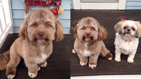 This Dog Has An Oddly Human Like Face And People Are