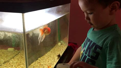Feeding Goldfish Youtube