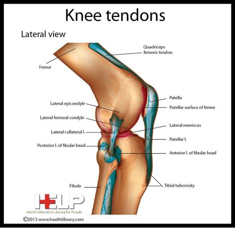 The patella ligament is situated on the anterior aspect of the knee joint, and is not visible is this diagram. Knee Tendons | Skeletal | Pinterest