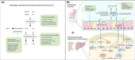 The Bile Acid‐gut Microbiota Axis In Health And In Ifald A Bile Acid