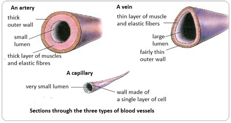 Structure And Function Of The Heart Arteries Veins Capillaries Hsc