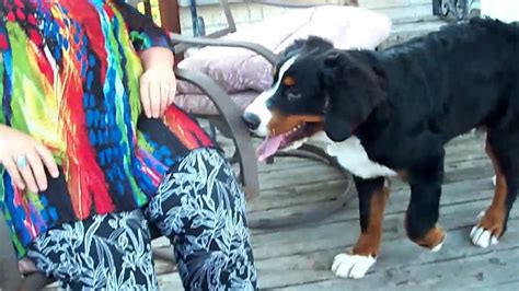 Max Our Bernese Mountain Dog Doing His Impression Of Bucket Head Youtube