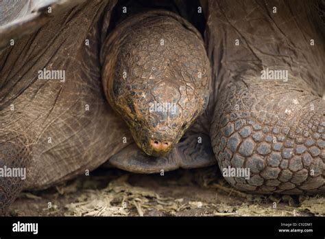 Giant Tortoise In A Forest Charles Darwin Research Station Puerto Ayora Santa Cruz Island