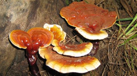 Reishi Mushroom Ganoderma Lucidum Benefits And Uses