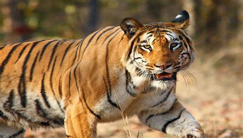 11 National Parks In Telangana To Get Closer To Wildlife