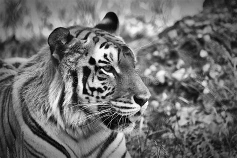 Portrait Of A Tiger Stock Image Image Of Hungry Portrait 106299527