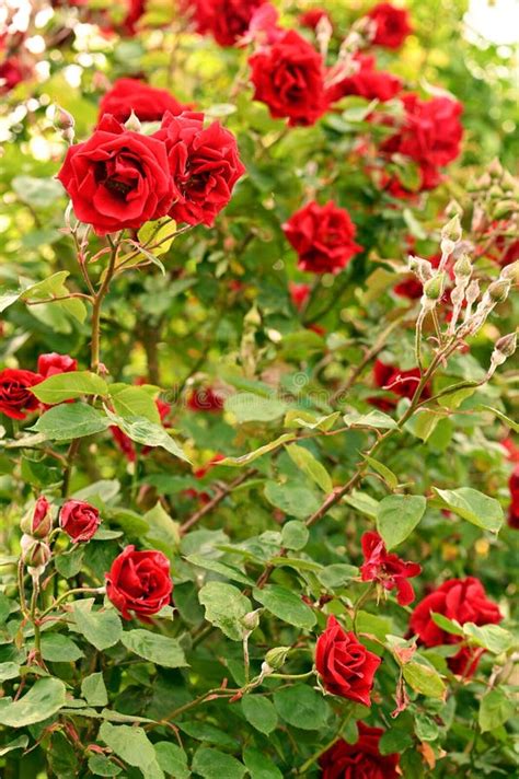 Red Roses In Springtime Stock Image Image Of Botanic 183440635