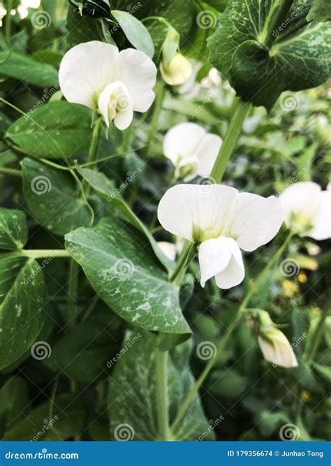 The Peas In The Garden Have White Flowers Stock Photo Image Of Kinds