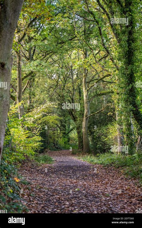 Walks Autumn Uk Forest Hi Res Stock Photography And Images Alamy