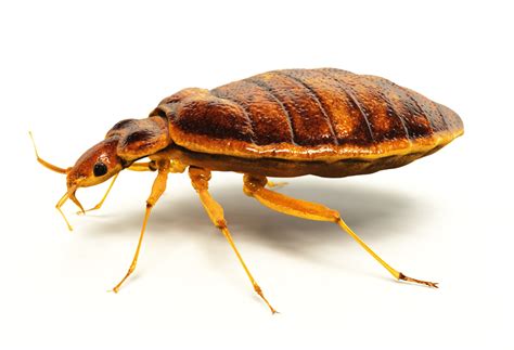 What To Do If You Suspect Bed Bugs While Traveling Hanaposy