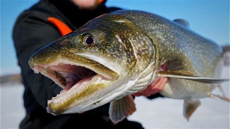 Ice Fishing Giant Lake Trout Ultra Clearwater Youtube