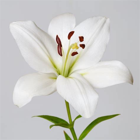 White Asiatic Lily Bulk Oriental Lilies White Flower Explosion
