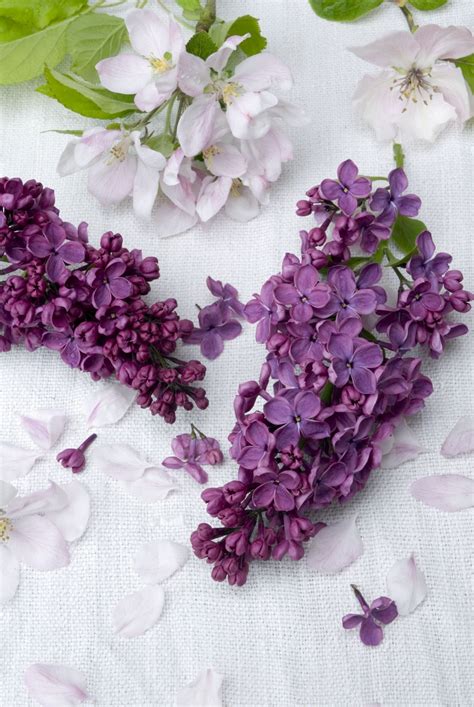 12 Facts Every Lilac Lover Should Know 12 Want To Stop And Smell The Flowers Purple Lilacs