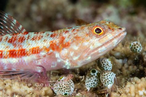 A Sampling Of Fiji Marine Creatures Natural History Photography Blog