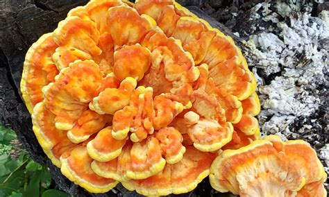 What To Do With Chicken Of The Woods Mushrooms A Magical Life