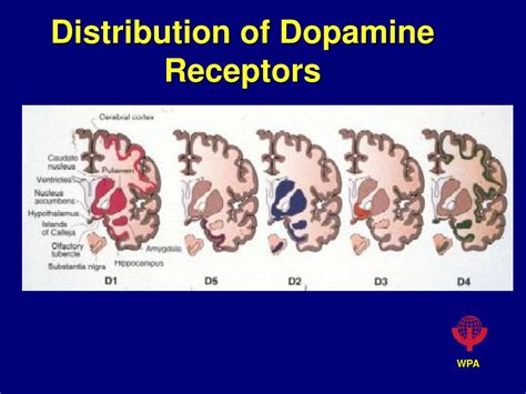 Ppt The Dopamine Hypothesis Powerpoint Presentation Free Download Id 5723336