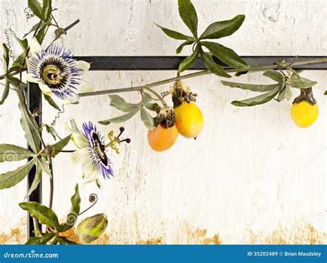 Passion Fruit Vine With Flowers Against A Textured Wall Royalty Free